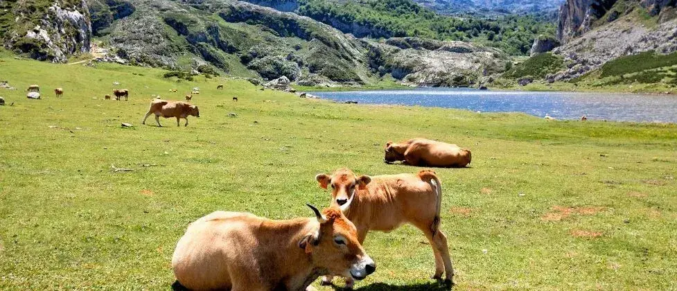 Camino Primitivo route afbeelding