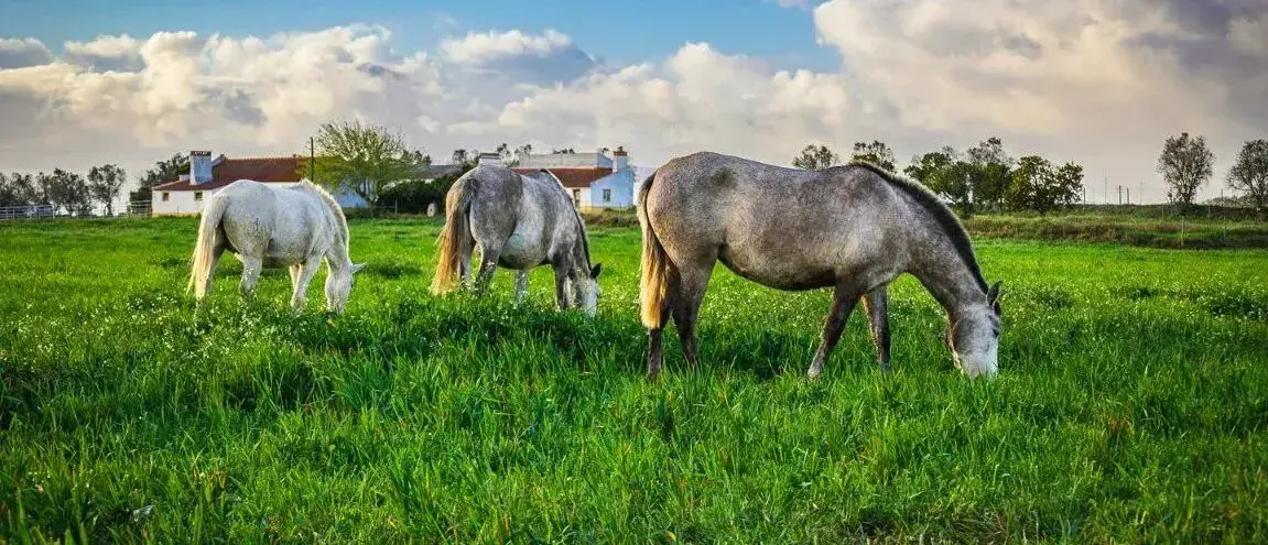 Caminho de Fatima route afbeelding