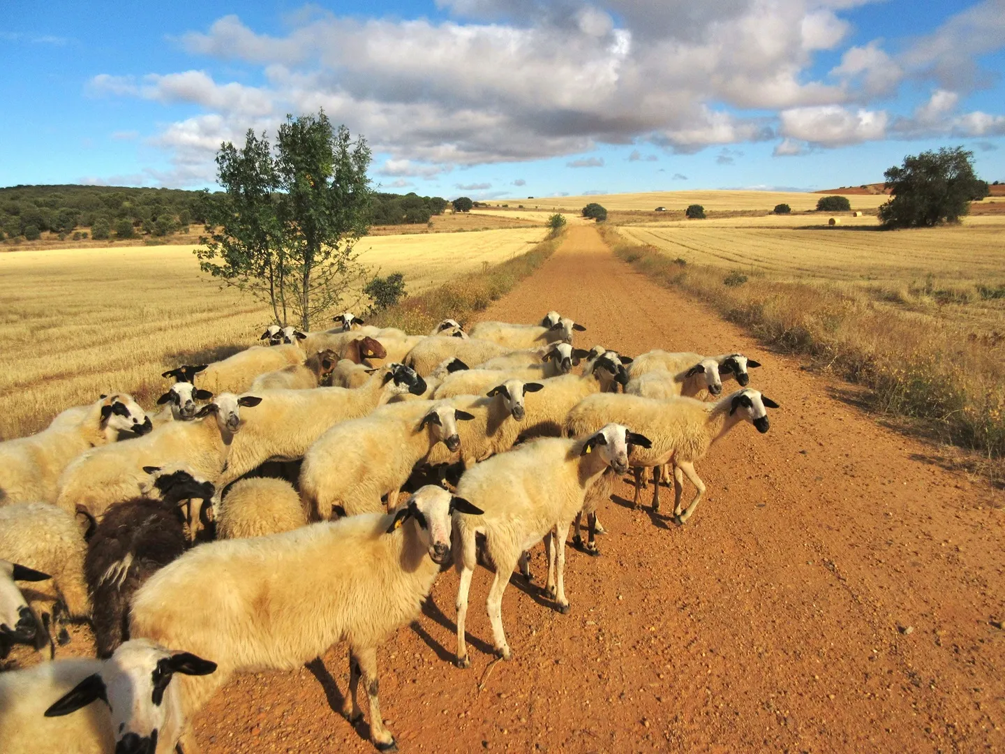 Salamanca – Puebla de Sanabria route afbeelding