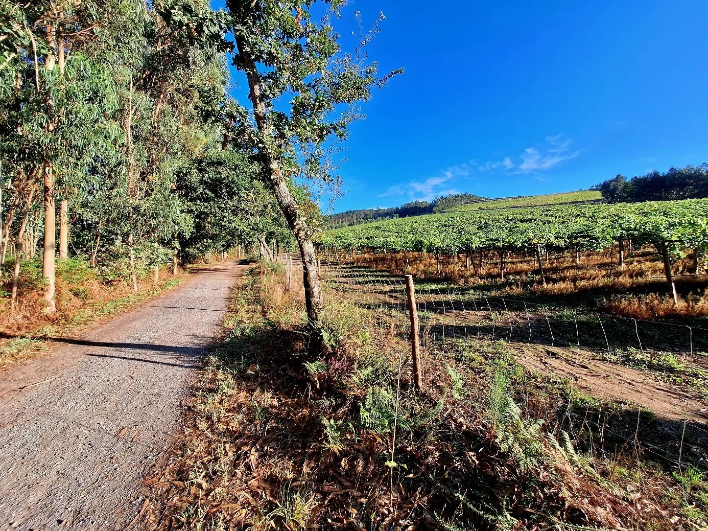 Camino de Invierno route afbeelding